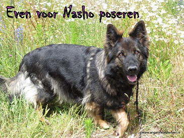 Poseren voor Nasho